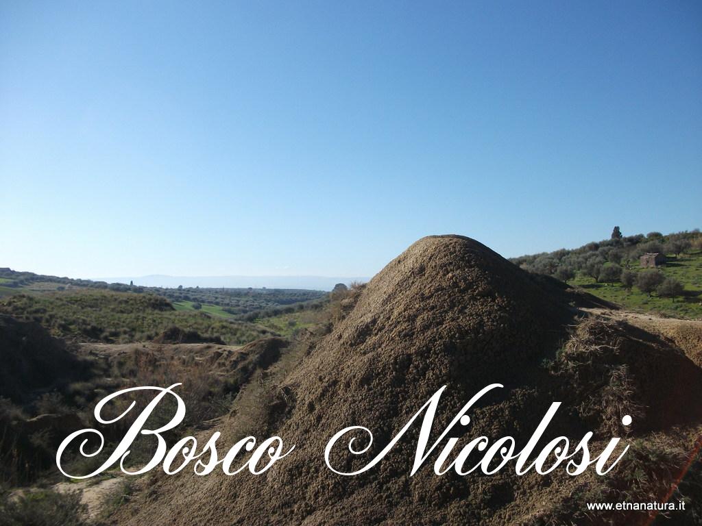 Bosco Nicolosi